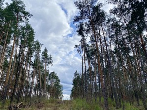 Земельна ділянка B-106920, Лісова, Стоянка - Фото 6