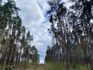 Земельна ділянка B-106919, Лісова, Стоянка - Фото 6