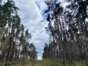 Земельна ділянка B-106939, Лісова, Стоянка - Фото 7